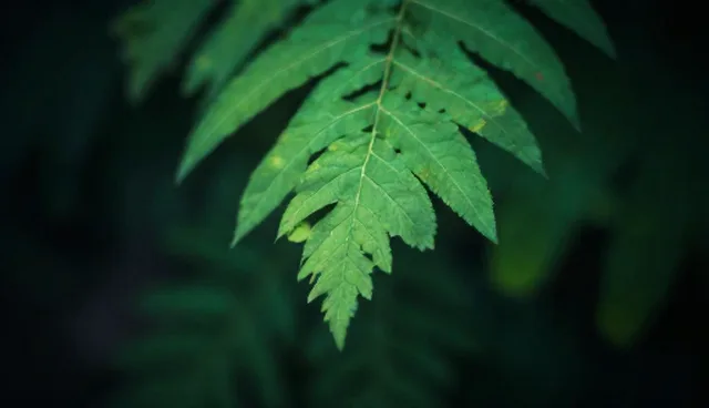 技术转让过程中如何确保技术更新的有效性？